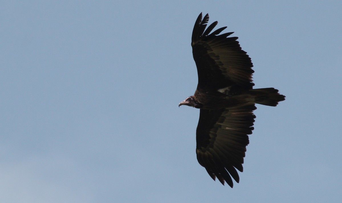 Hooded Vulture - ML620825125