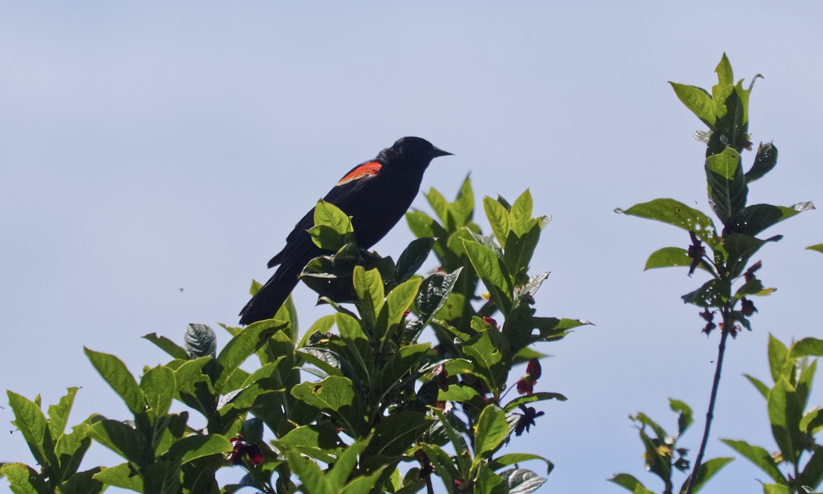 Red-winged Blackbird - ML620825126