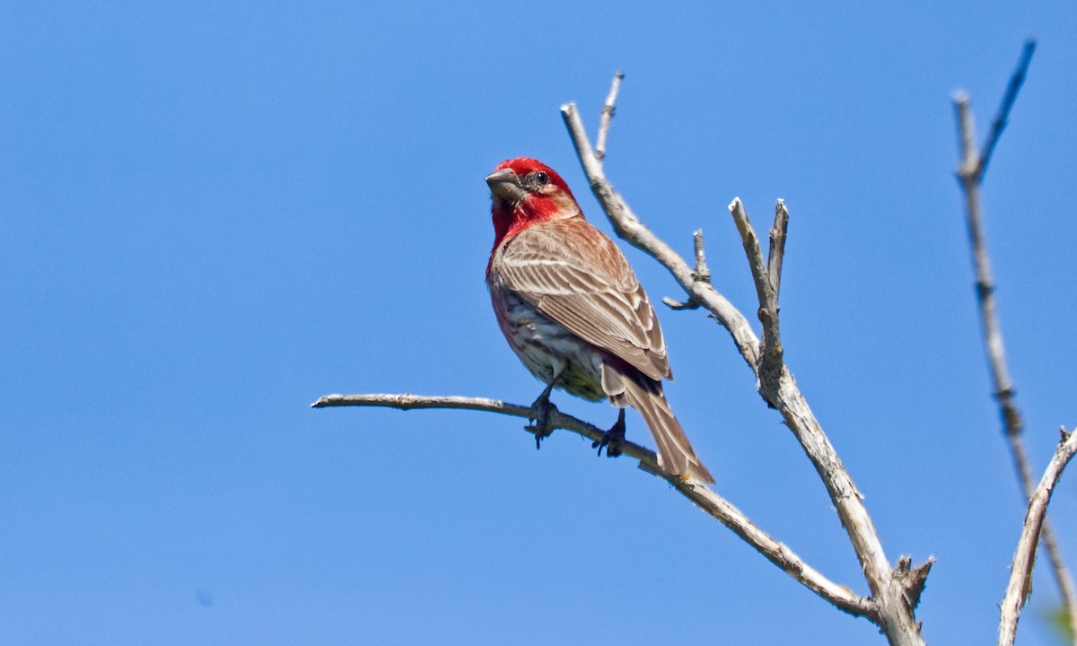 House Finch - ML620825129