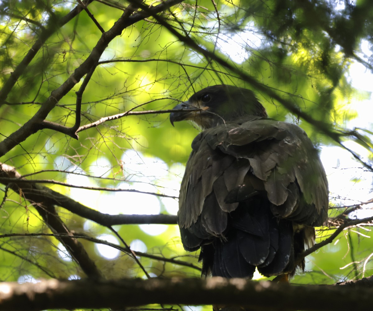 Bald Eagle - ML620825131