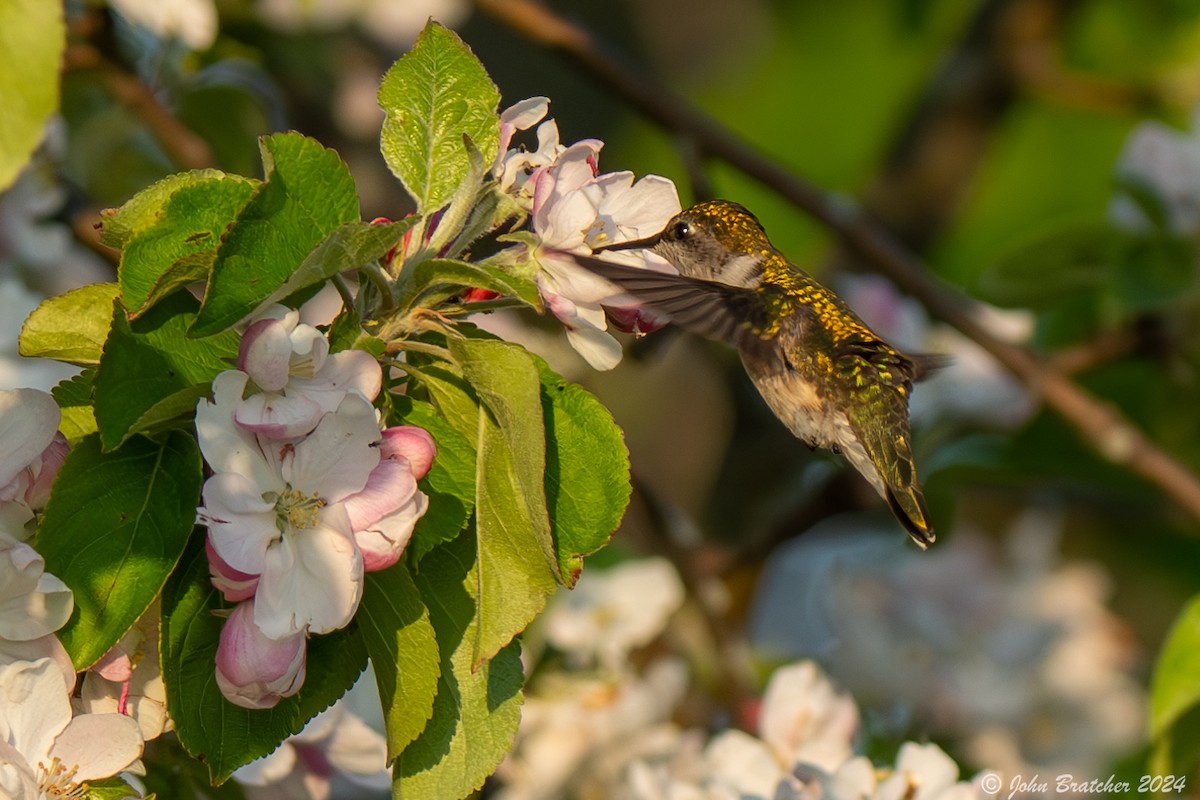 Ruby-throated Hummingbird - ML620825132