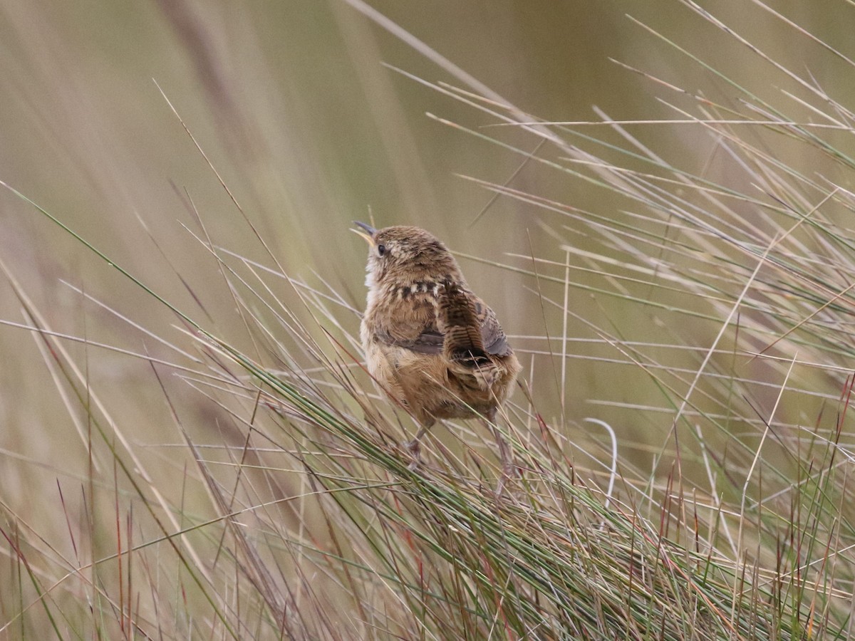 Grass Wren (Paramo) - ML620825133