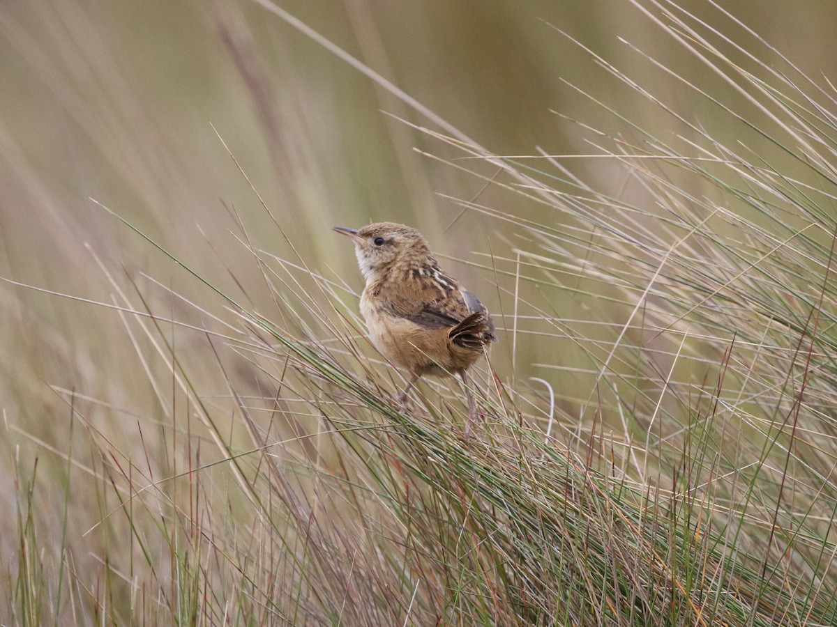 Grass Wren (Paramo) - ML620825134