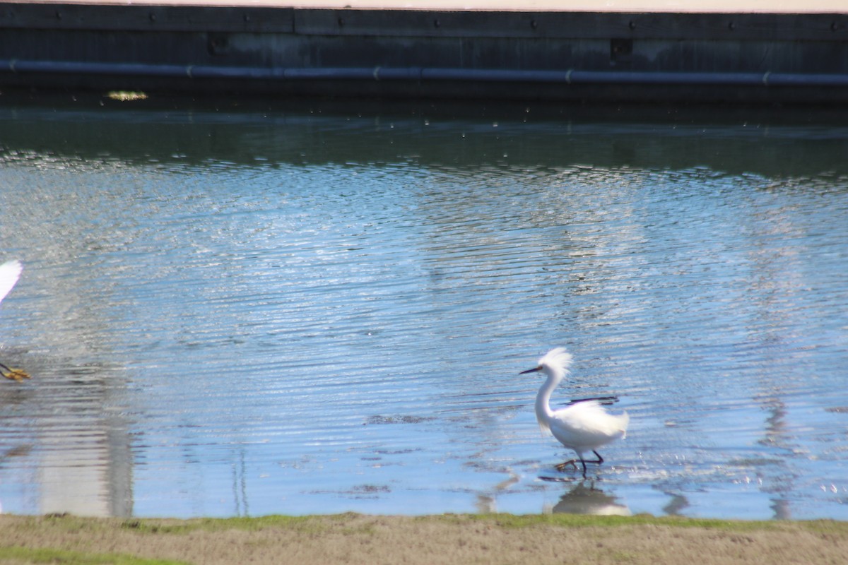 Snowy Egret - ML620825135