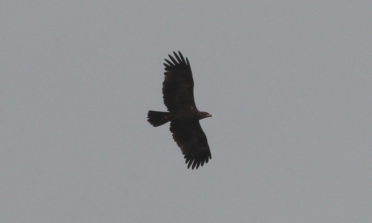 Wahlberg's Eagle - ML620825137