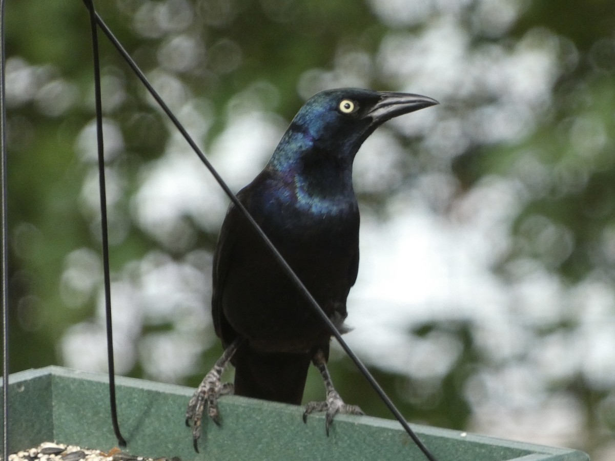 Common Grackle - ML620825138