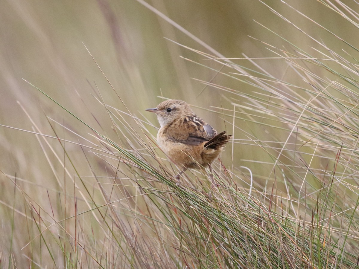 engsmett (aequatorialis) - ML620825147