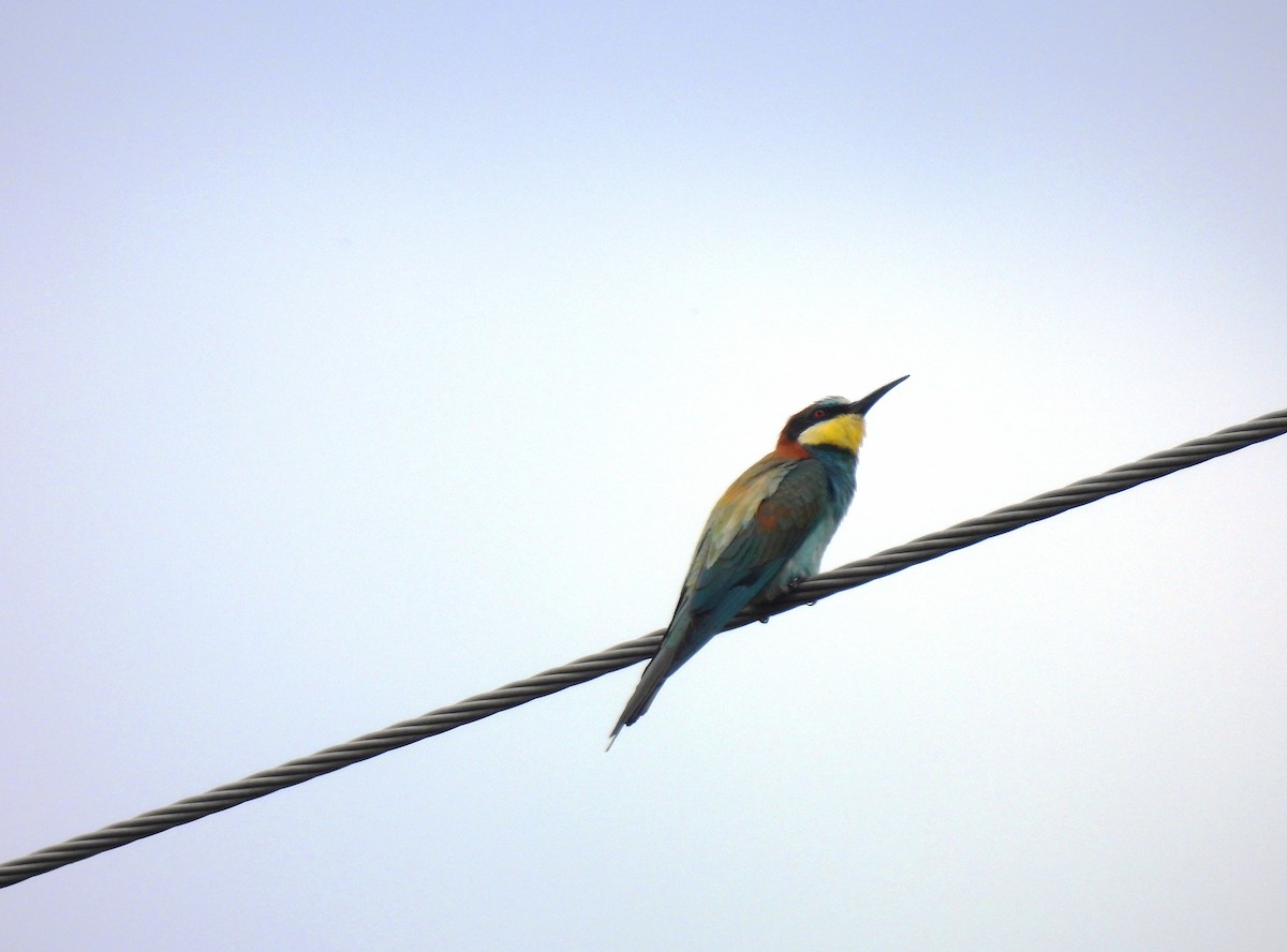 European Bee-eater - ML620825155