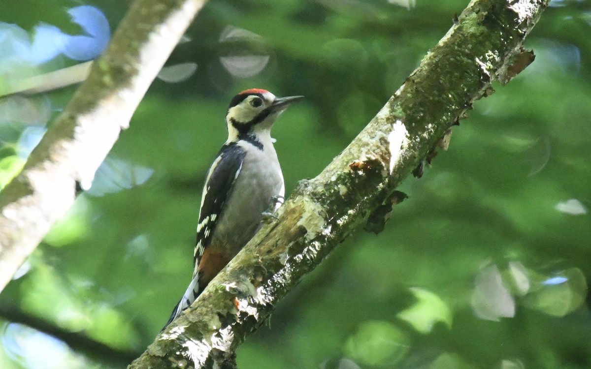 Great Spotted Woodpecker - ML620825156