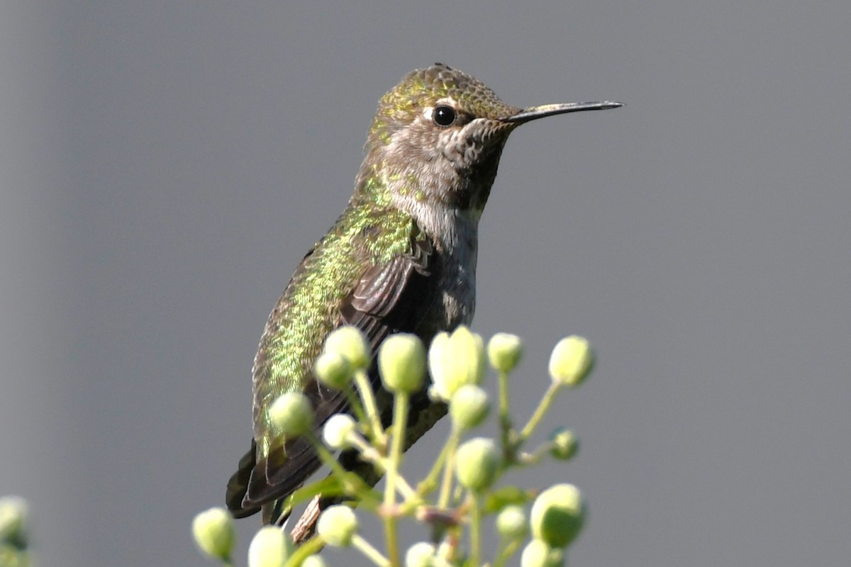 Anna's Hummingbird - ML620825159