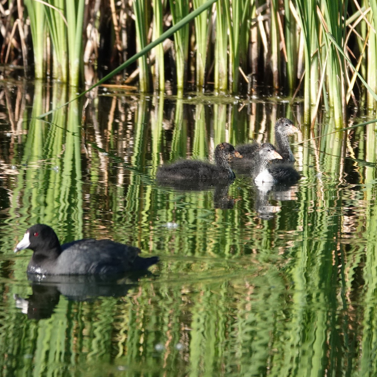 American Coot - ML620825165