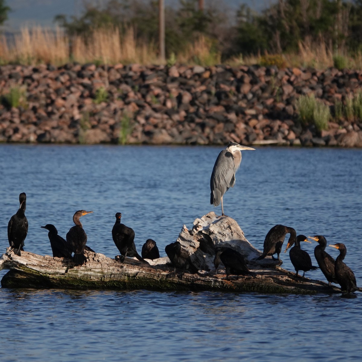 Great Blue Heron - George Ho