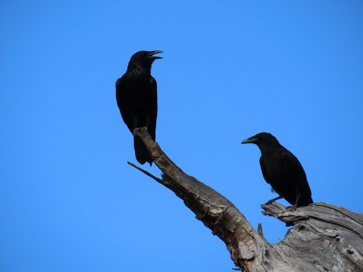 Common Raven - ML620825174