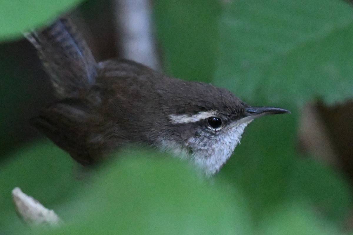 Bewick's Wren - ML620825176