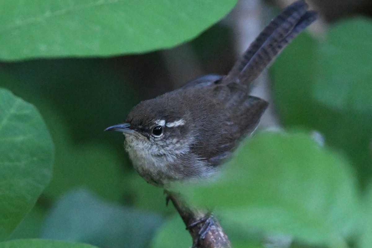 Bewick's Wren - ML620825177