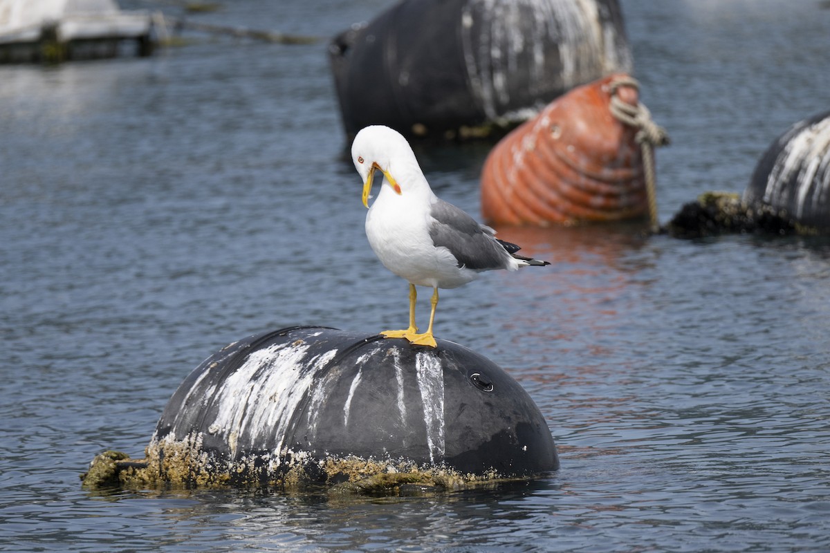 Yellow-legged Gull - ML620825179