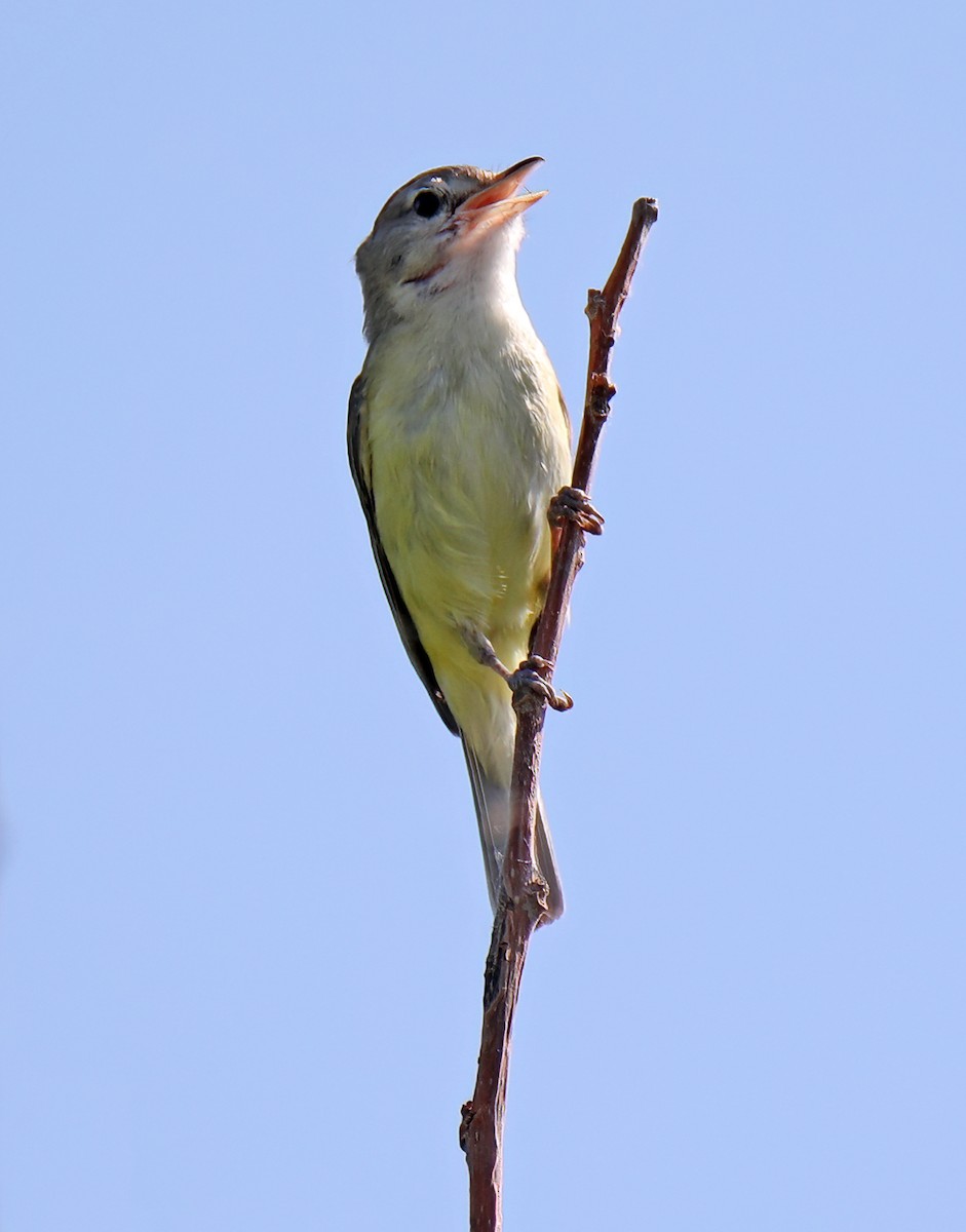 Bell's Vireo - ML620825185