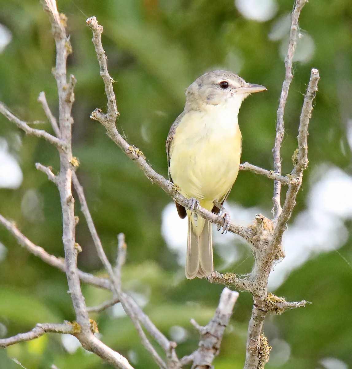 Braunaugenvireo - ML620825186