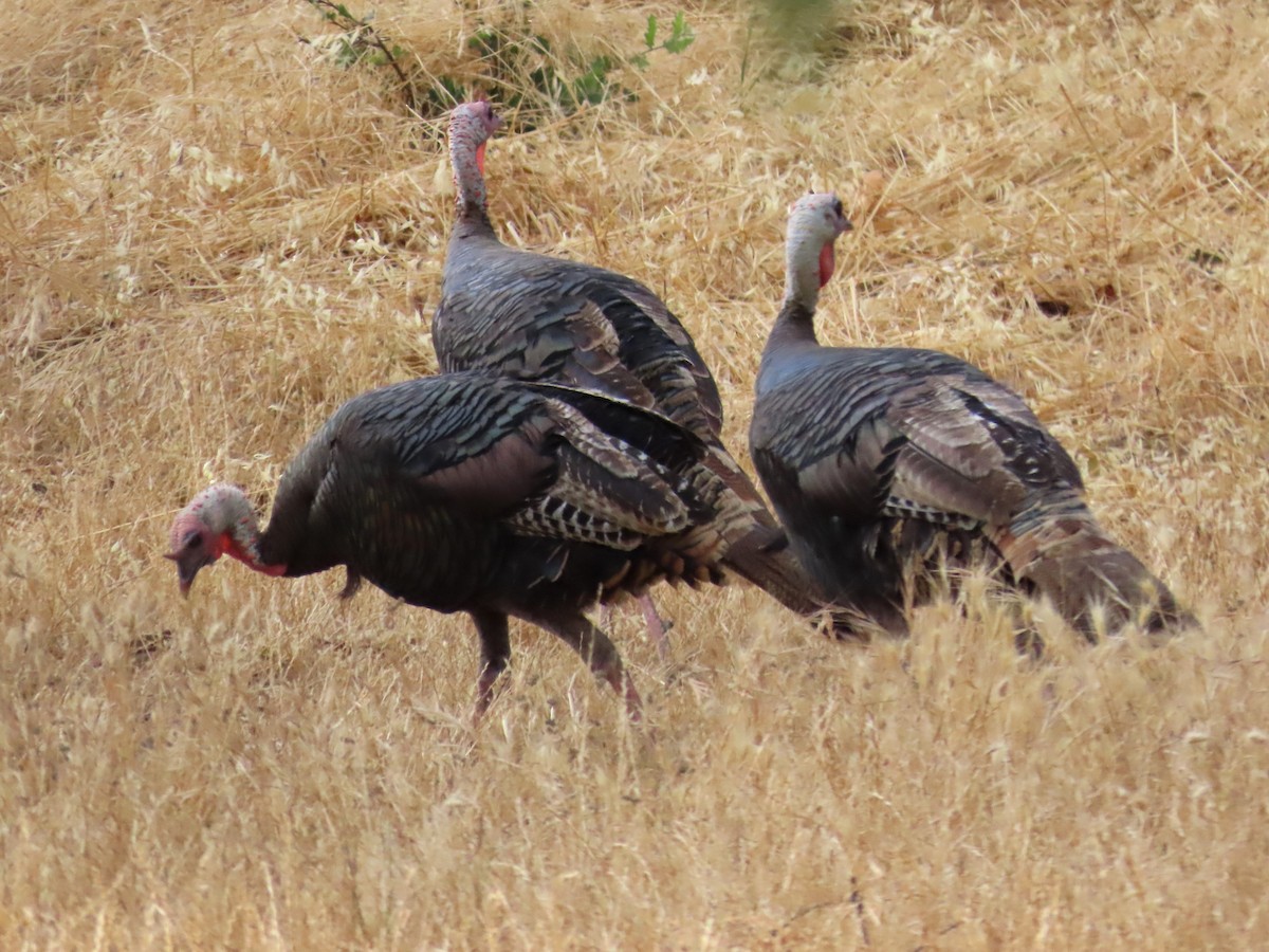 Wild Turkey - ML620825187