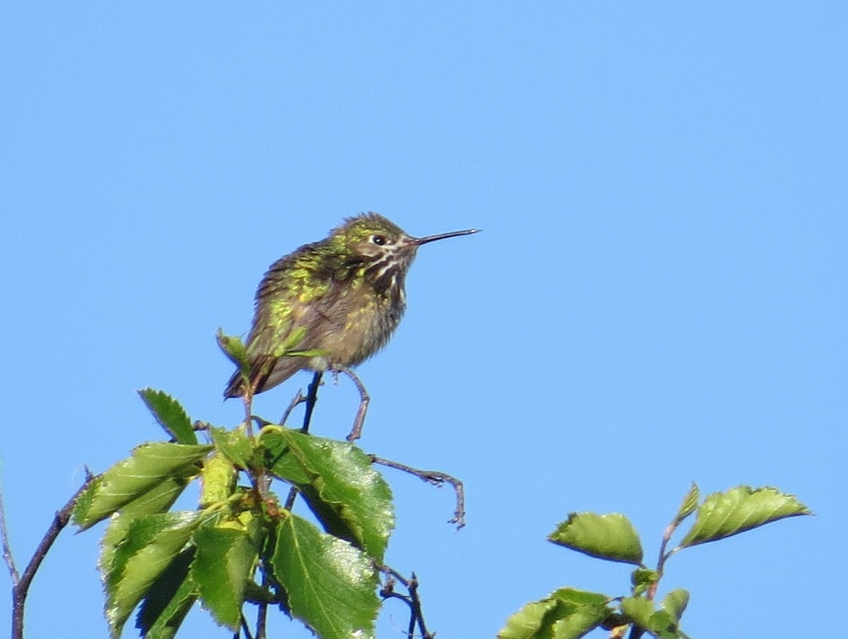 Calliope Hummingbird - ML620825188