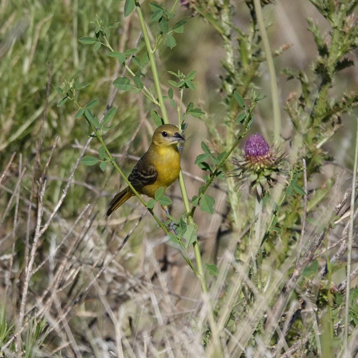 Orchard Oriole - George Ho