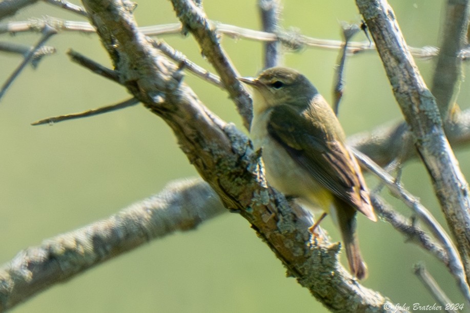 Kızıl Gözlü Vireo - ML620825192