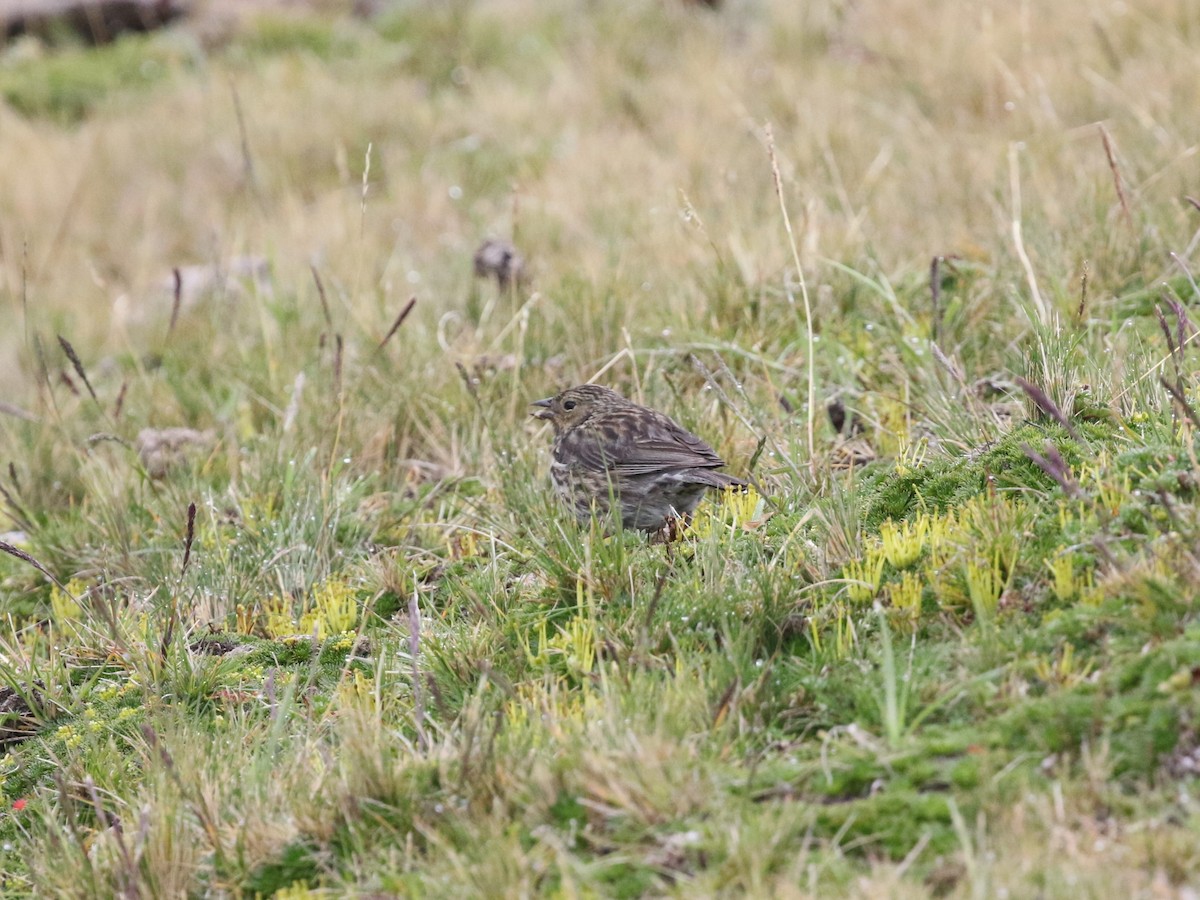 Plumbeous Sierra Finch - ML620825199