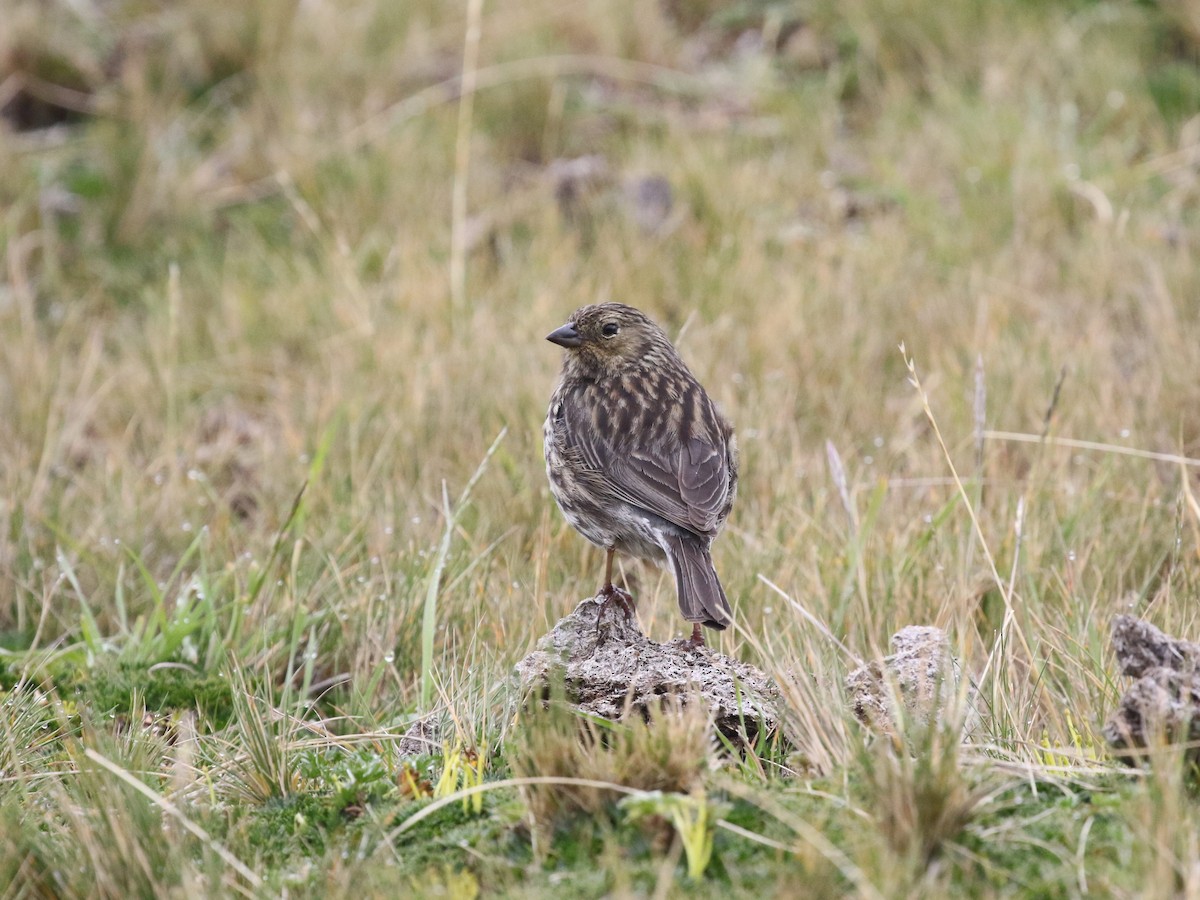 Plumbeous Sierra Finch - ML620825200