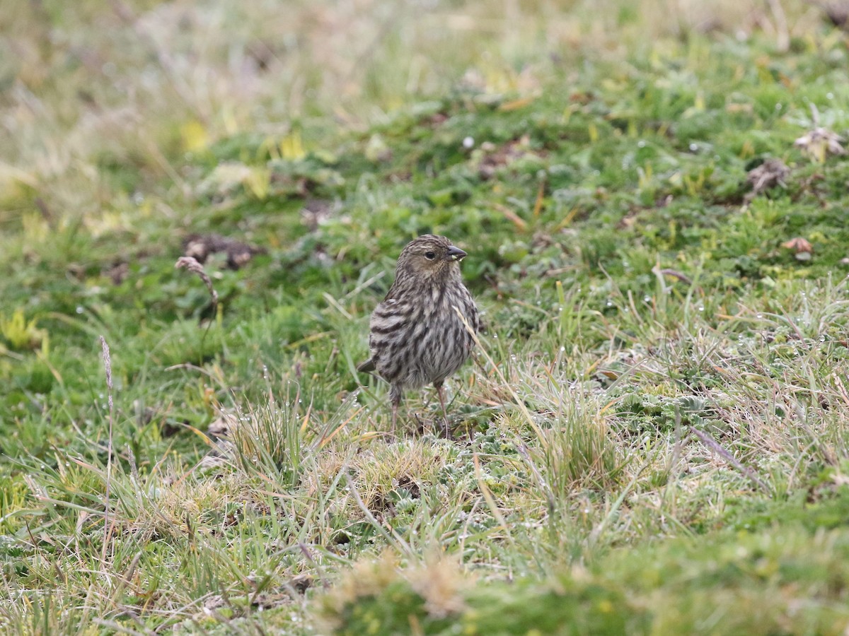 Plumbeous Sierra Finch - ML620825201