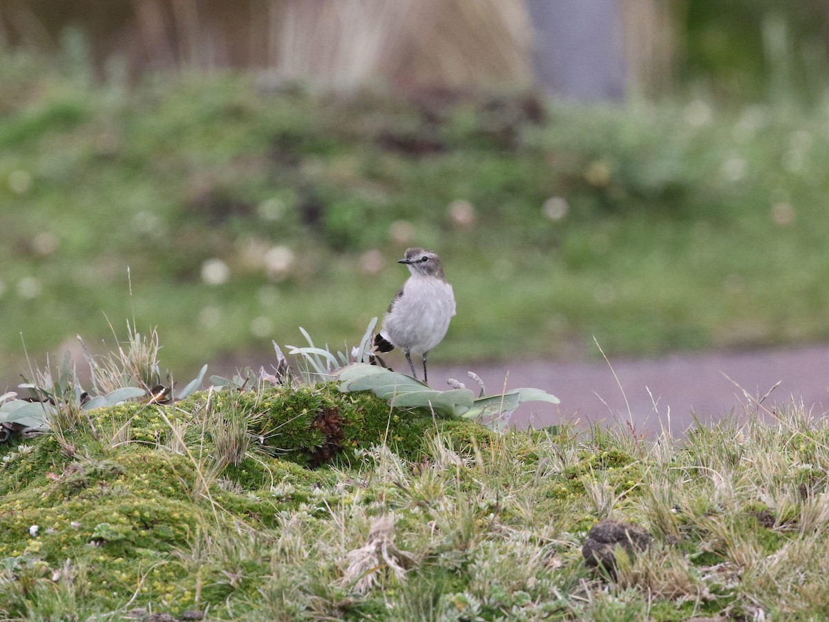 Plain-capped Ground-Tyrant - ML620825215