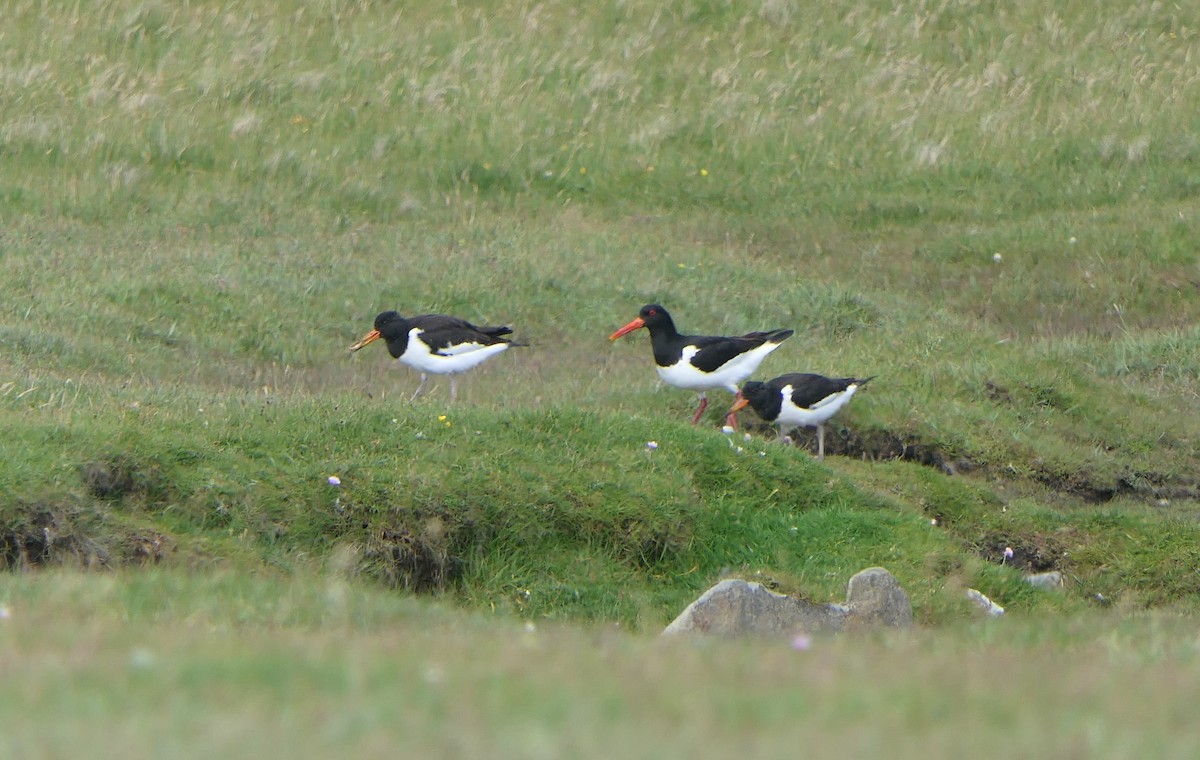 Eurasian Oystercatcher - ML620825216