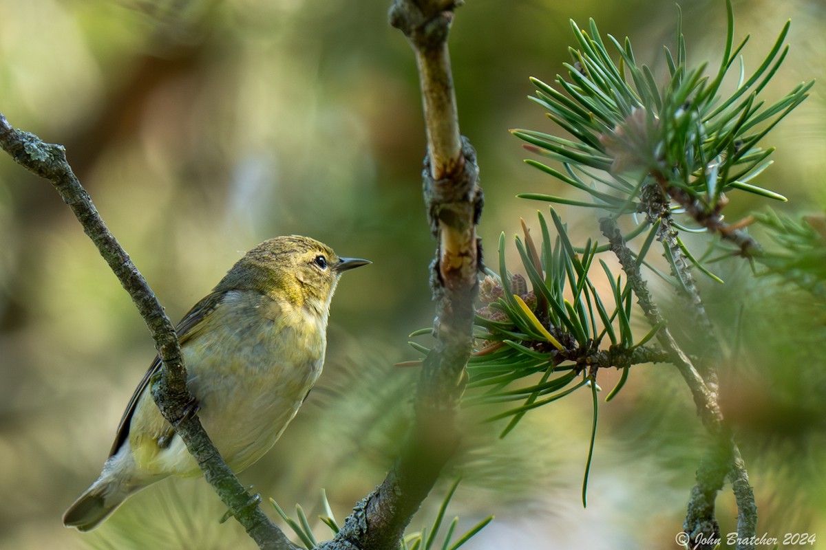 Tennessee Warbler - ML620825219