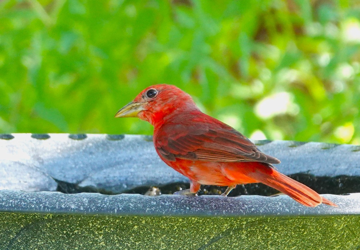 Summer Tanager - ML620825223