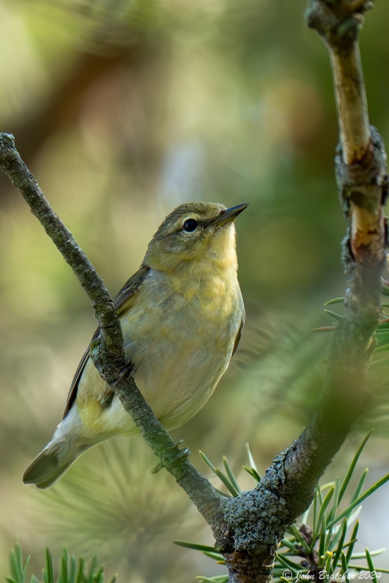 Tennessee Warbler - ML620825224