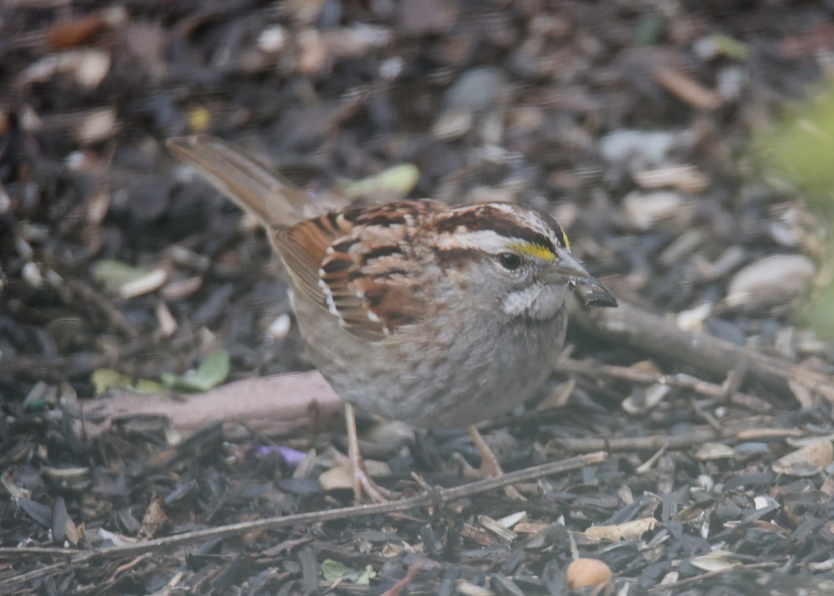 White-throated Sparrow - ML620825225