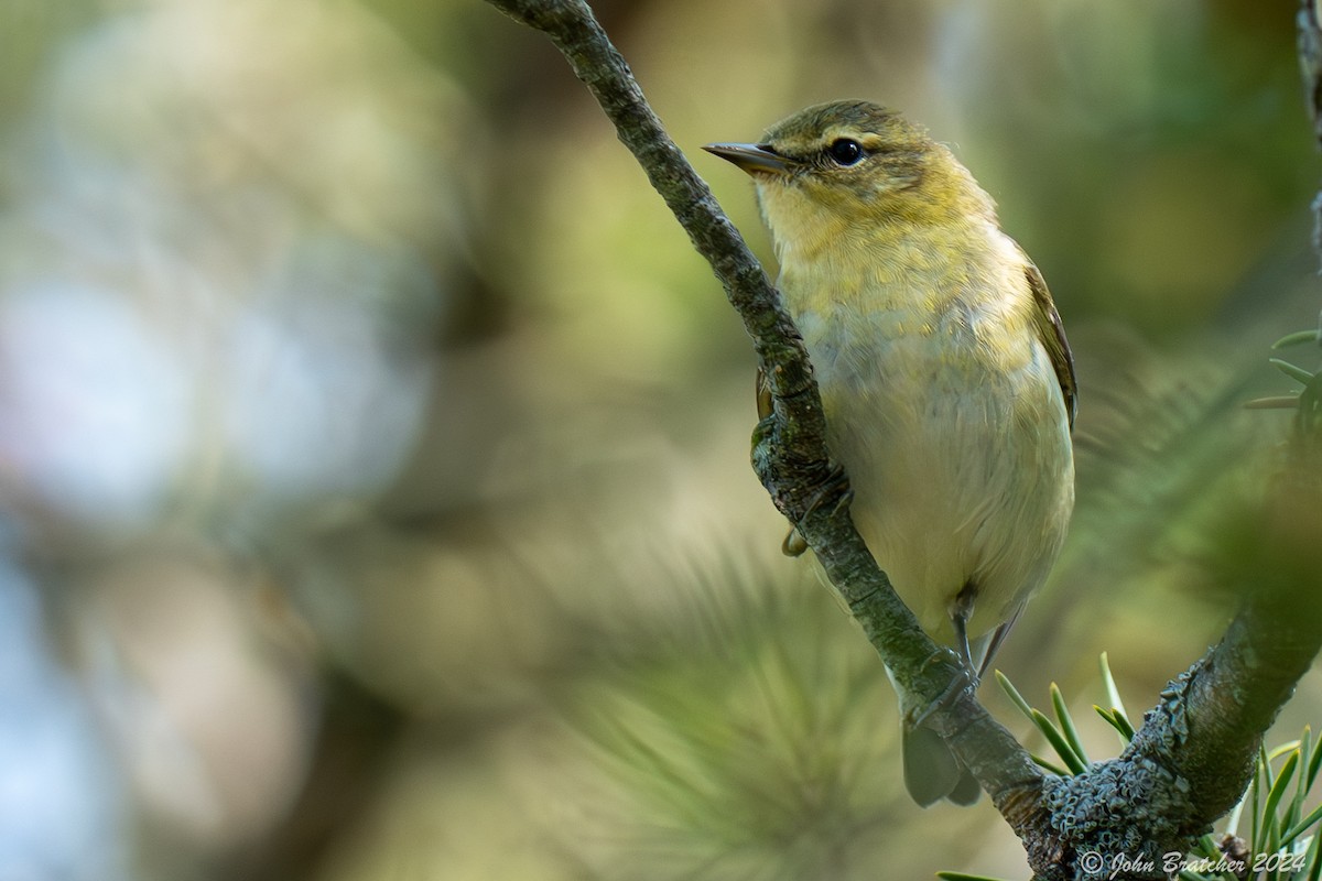 Tennessee Warbler - ML620825226