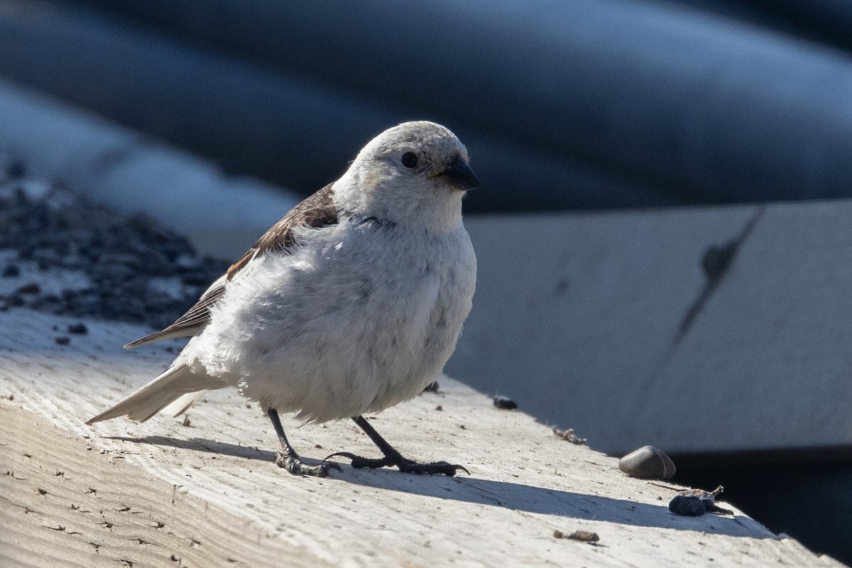 Snow Bunting - ML620825229