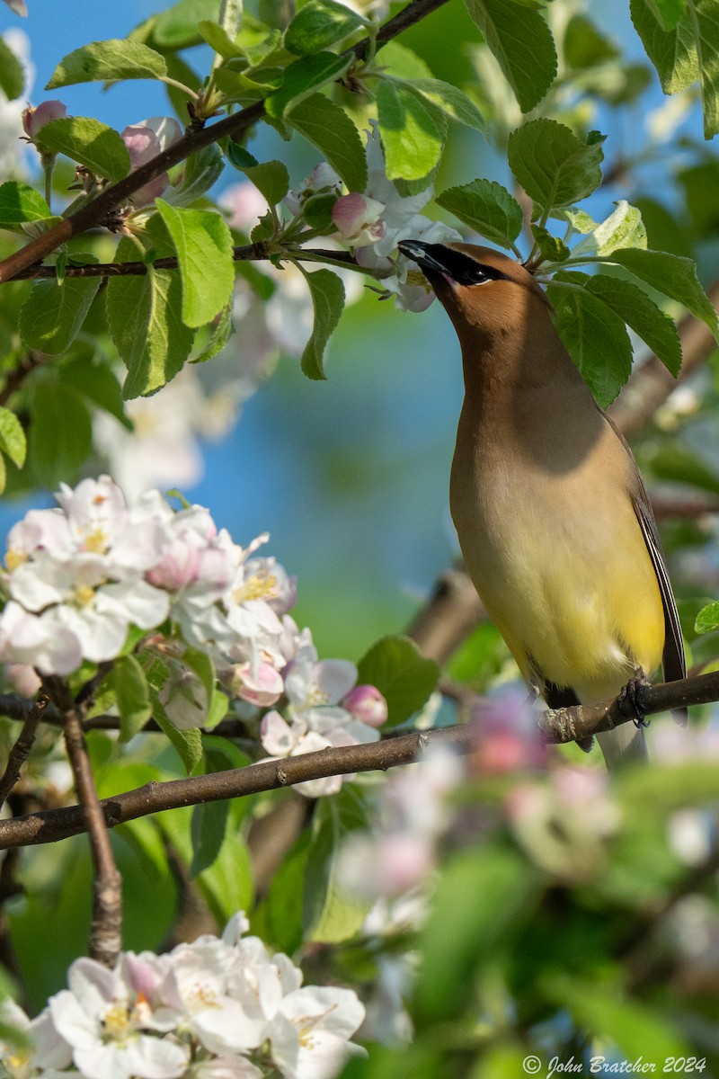 Cedar Waxwing - ML620825231