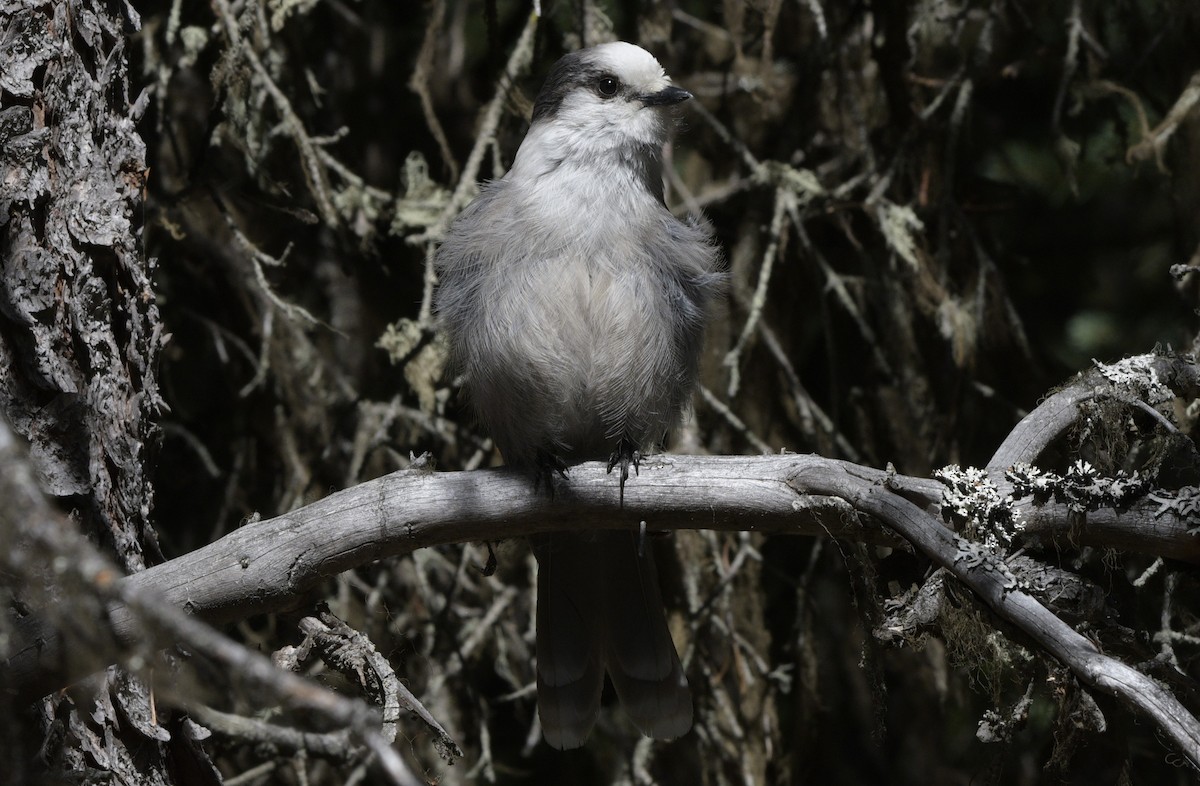 Canada Jay - ML620825232