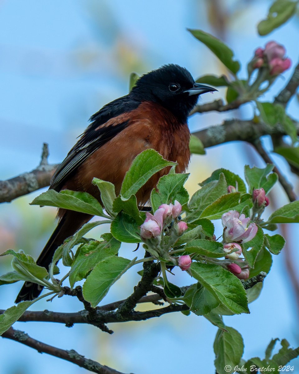 Oriole des vergers - ML620825237