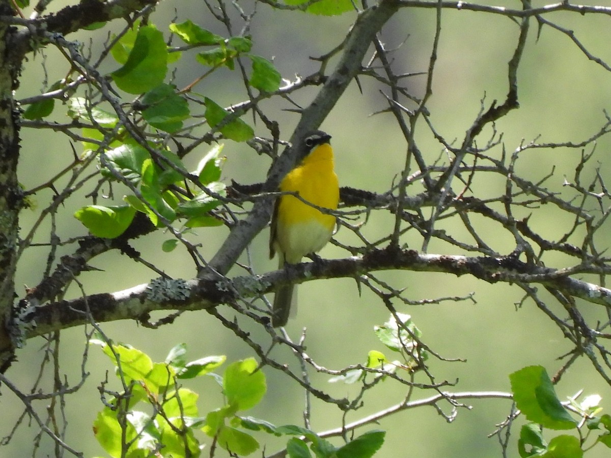 Yellow-breasted Chat - ML620825238