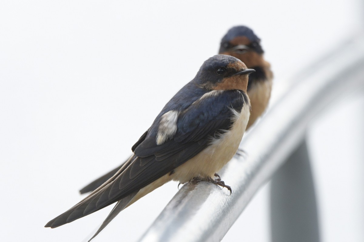 Barn Swallow - ML620825240