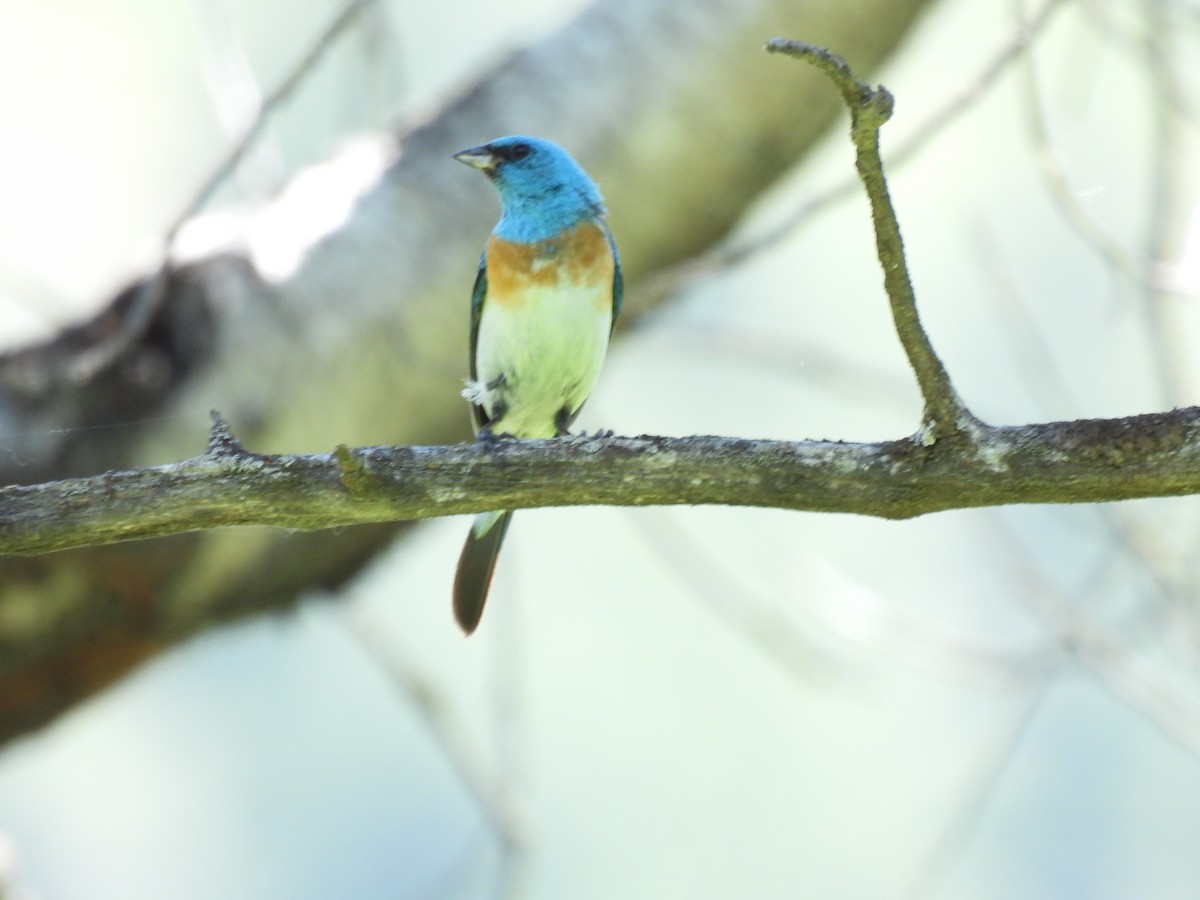 Lazuli Bunting - ML620825247