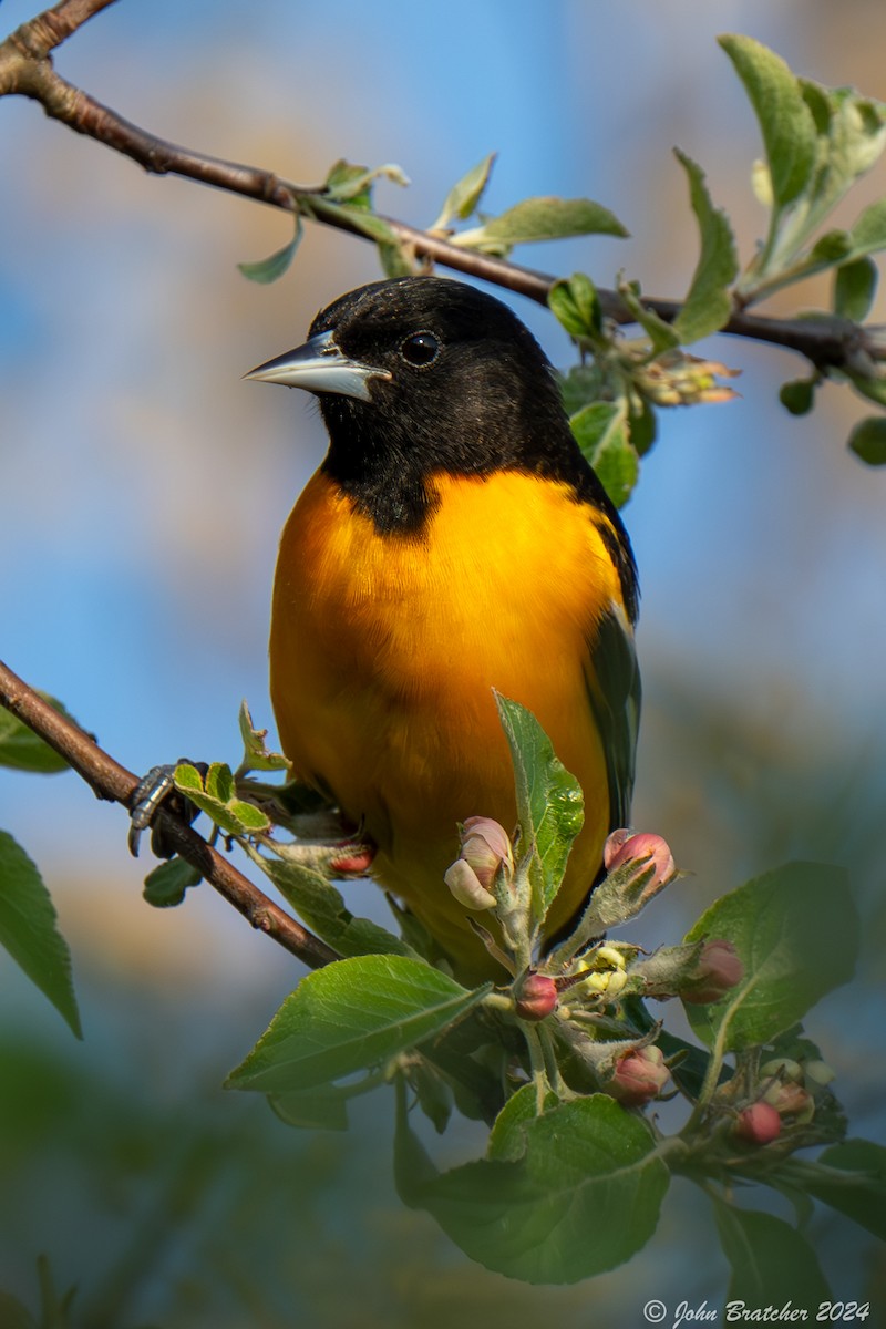 Baltimore Oriole - ML620825248