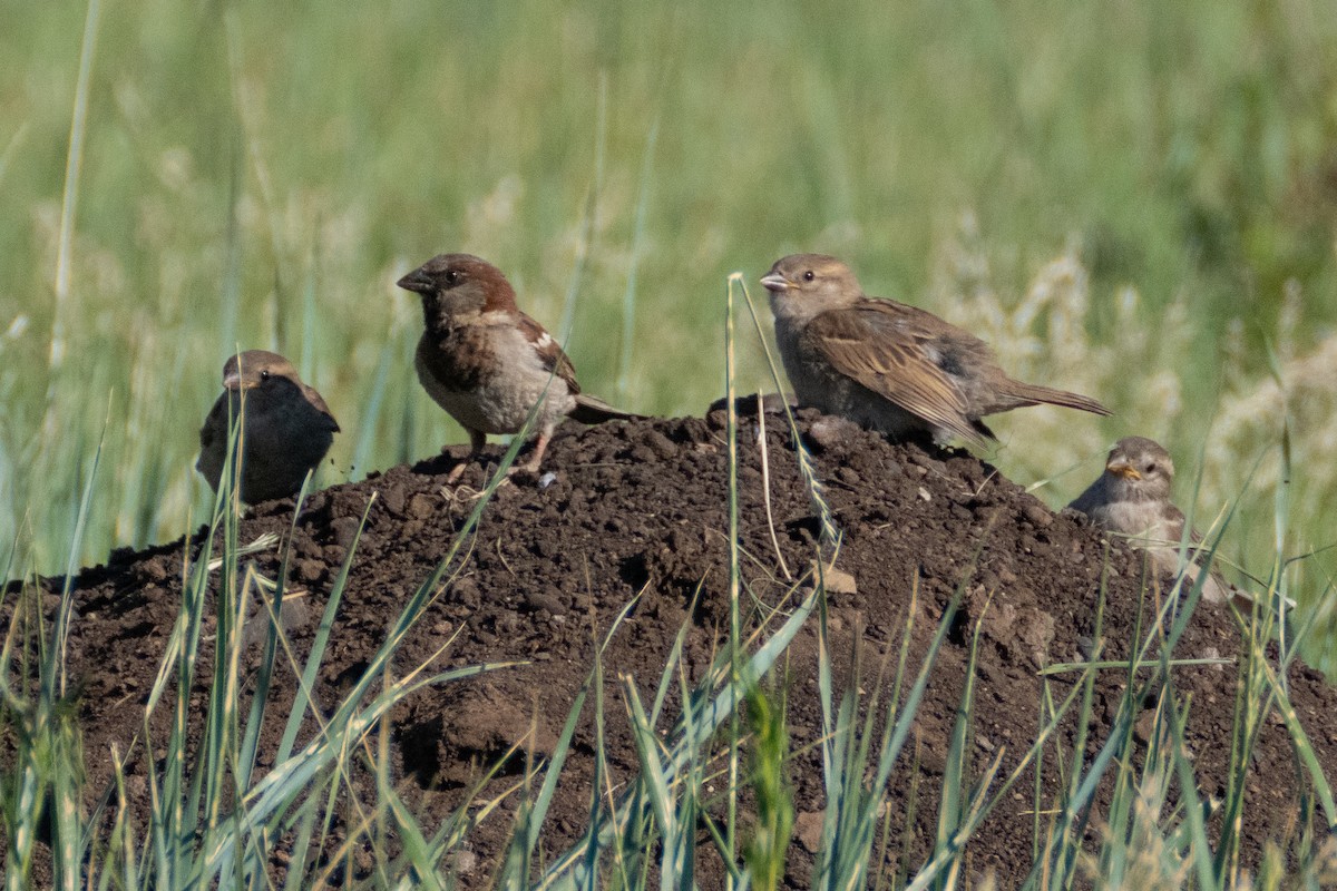 House Sparrow - ML620825249