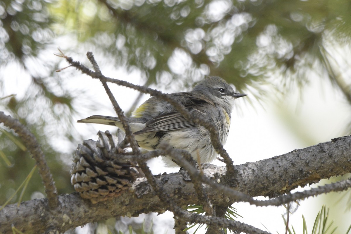 Yellow-rumped Warbler - ML620825250