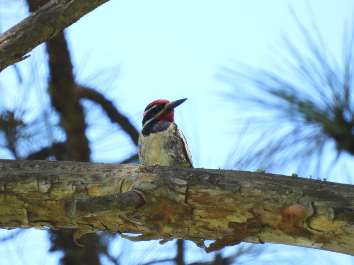 Red-naped Sapsucker - ML620825252