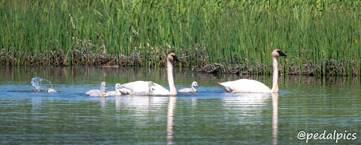 Trumpeter Swan - ML620825253