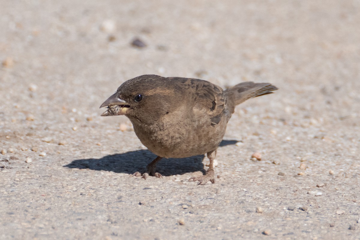 Moineau domestique - ML620825254