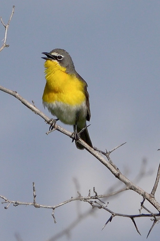 Yellow-breasted Chat - ML620825255